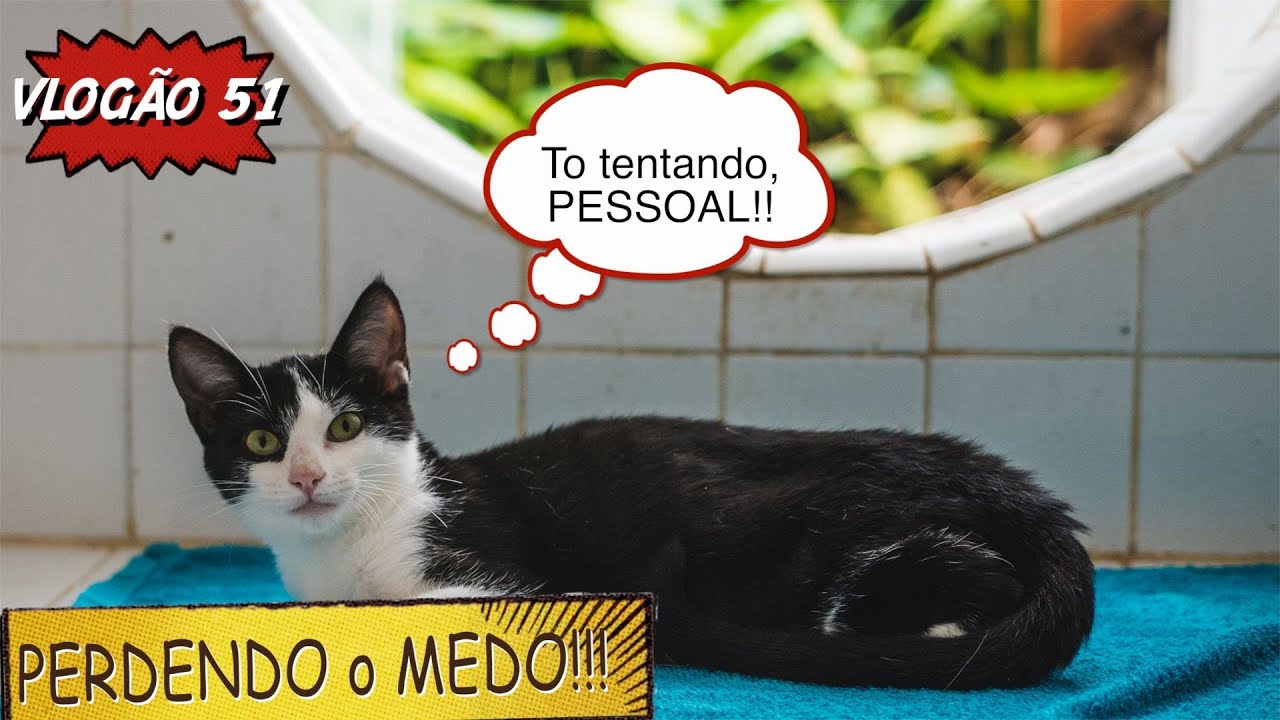 2284 - VLOGÃO 51 (GATINHA RESGATADA EVOLUI NA ADAPTAÇÃO COM OUTROS ANIMAIS)