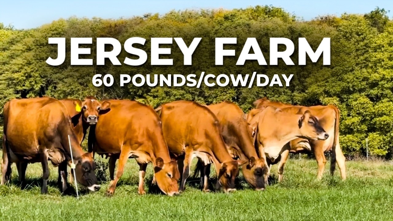 12,000 POUNDS OF MILK PER DAY WITH 213 JERSEY COWS PRODUCING - Kilgus Farmstead, USA 🇺🇸