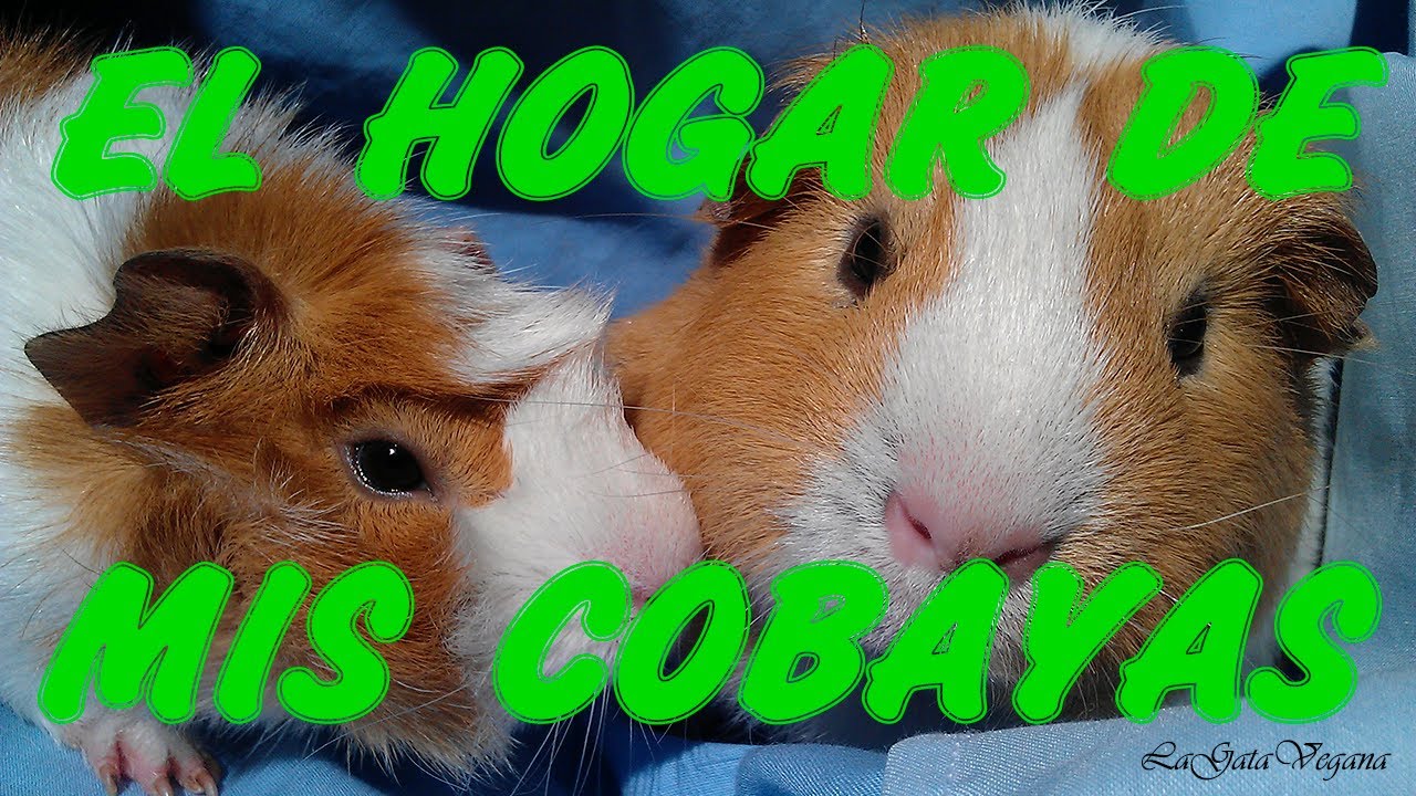 EL HOGAR DE MIS COBAYAS / OS ENSEÑO SU JAULA Y LA HABITACIÓN POR LA QUE VIVEN