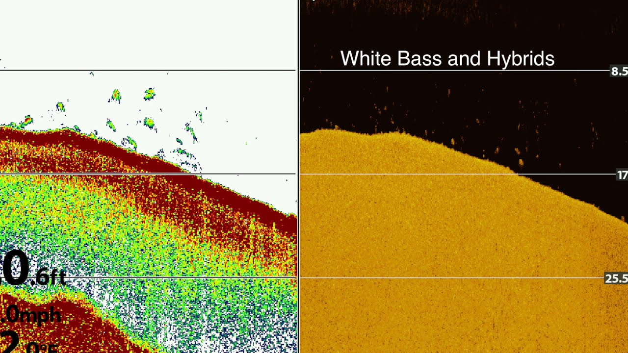 How to Identify White Bass & Hybrids on Your Graph