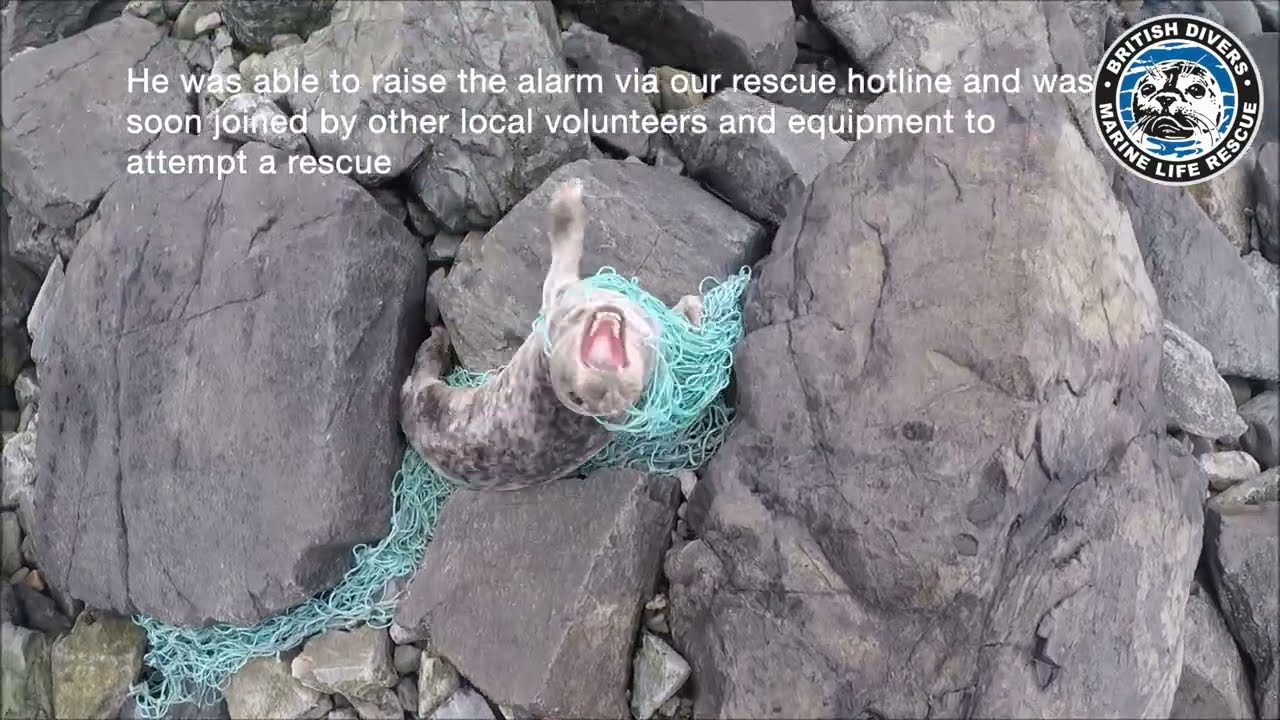 Entangled seal rescued from 11 metres of ghost gear!