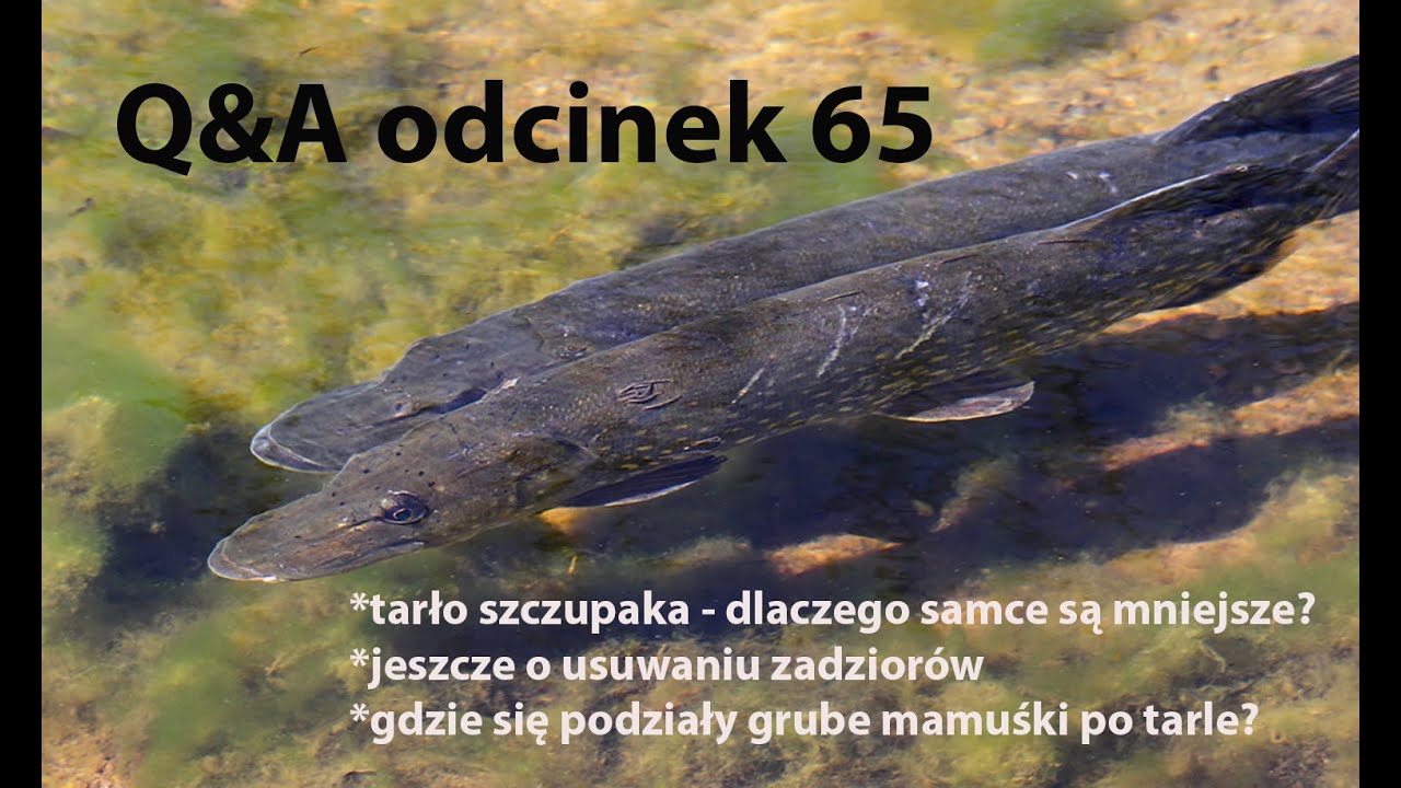 Q&A odcinek 65 - tarło szczupaka, zadziory, gdzie są mamuśki w Ontario?