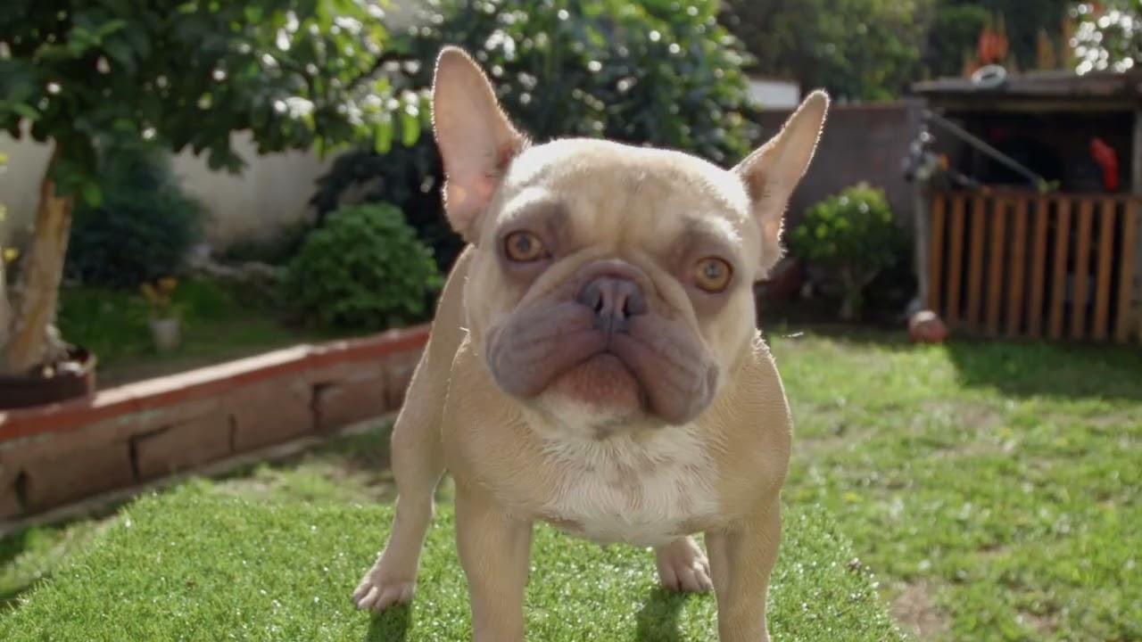 Watch Nala’s plastic-free bath with our shampoo & conditioner bars—easy, luxurious, and long-lasting