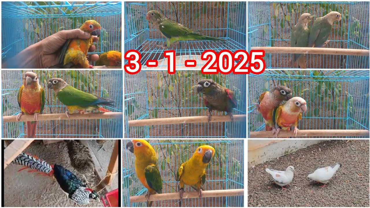 Conure variety available | Nagercoil 