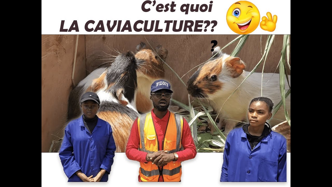 Comment réussir un élevage  Caviacole (Cochon dinde)