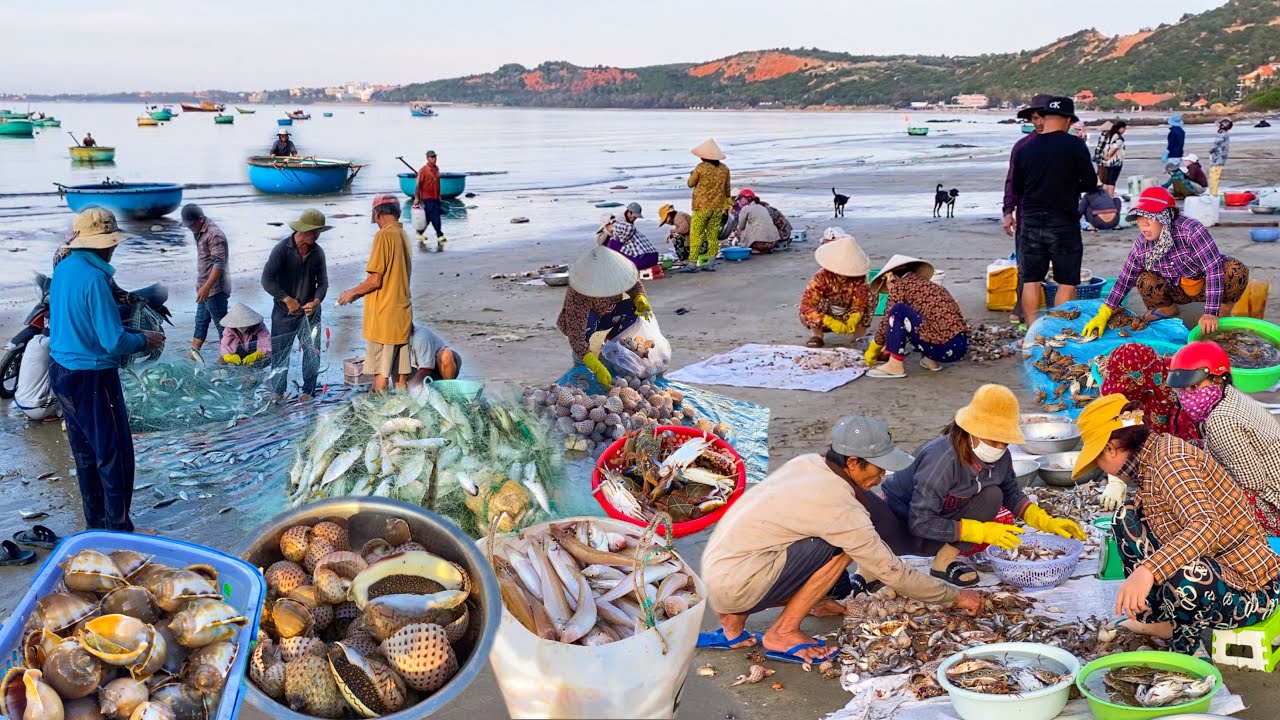 Mùa Cá Lưới Bãi Sau Hòn Rơm Phan Thiết | Cơm Chiên Ghẹ Canh Chua Chang Chang