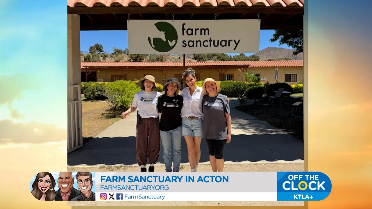 Farm Sanctuary rescues animals and educates the public