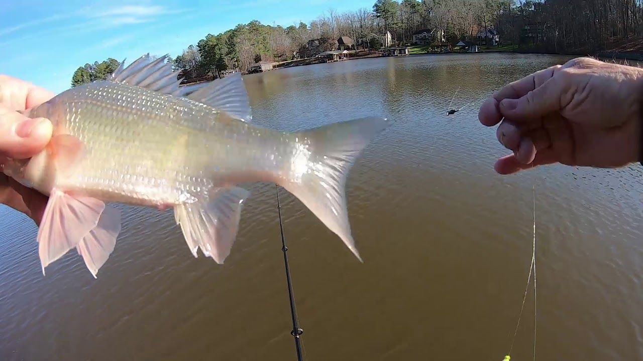 Double Jig Rig For White Perch