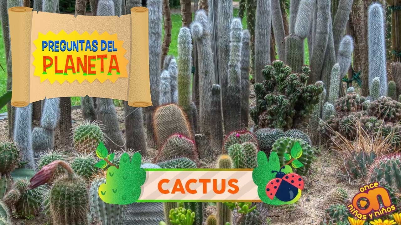 🌵 Cactus. Preguntas del planeta