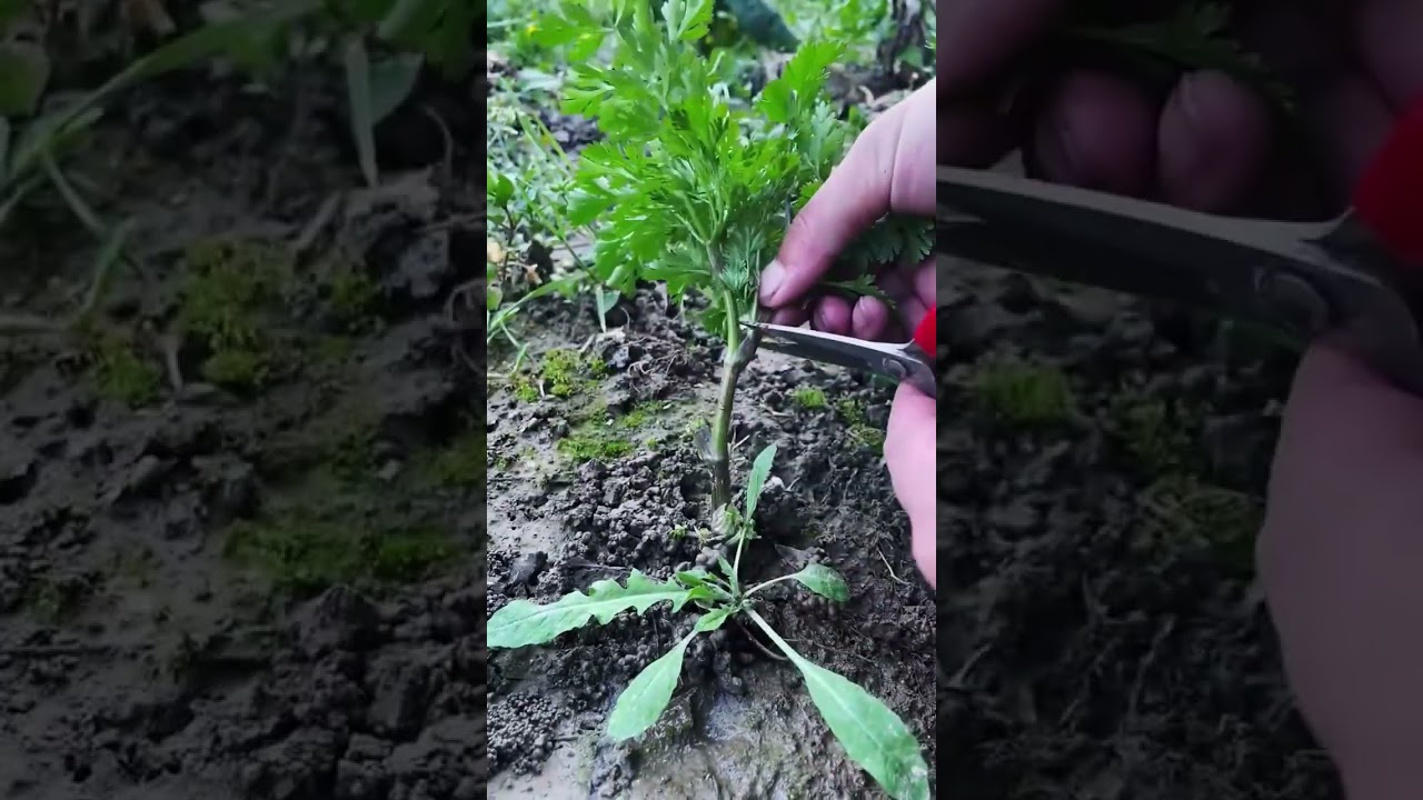 Herb leaf cutting process with scissor