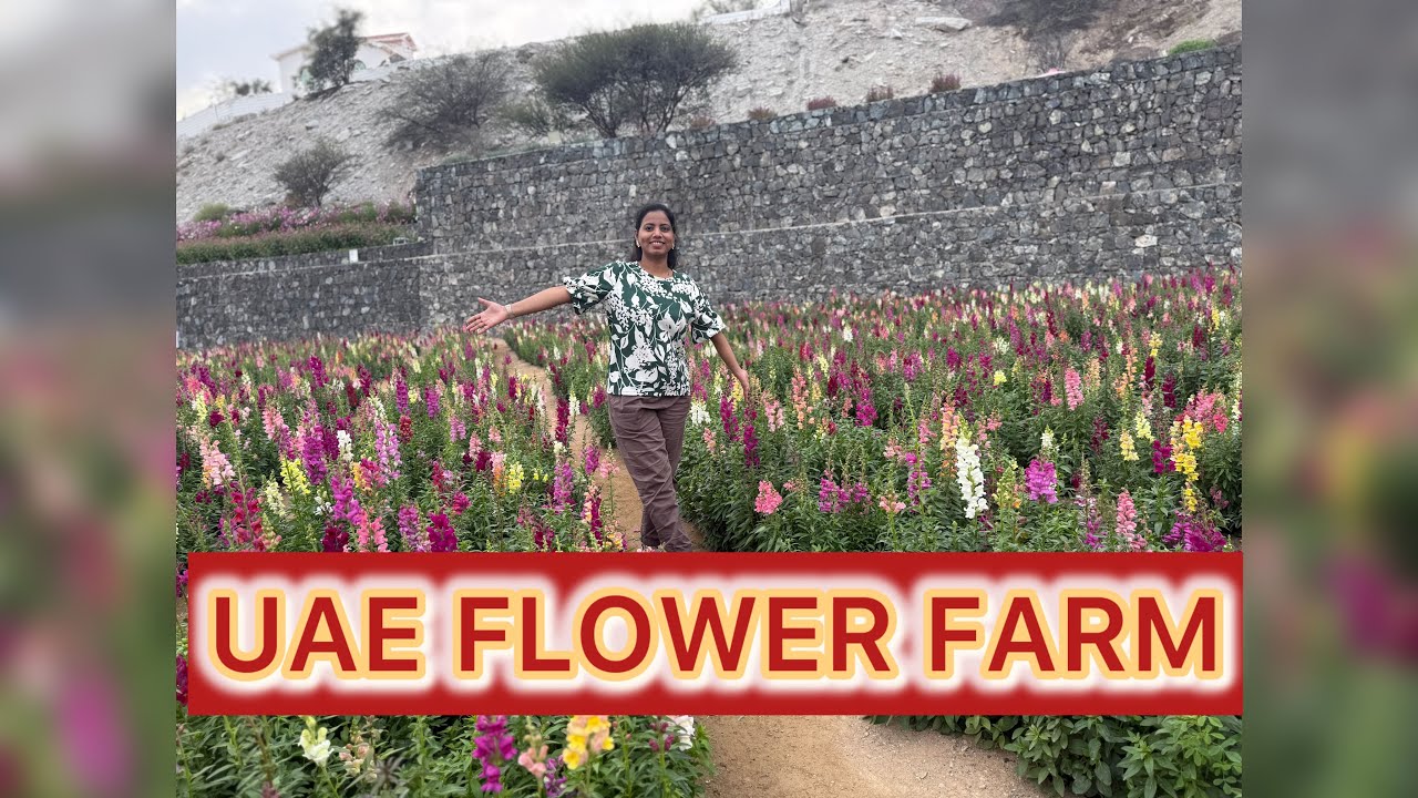 This was really unexpected in UAE 🇦🇪 UAE flower Farm 🇦🇪 