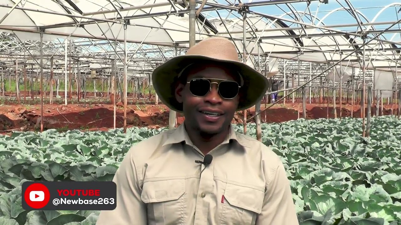Zimbabwe The Awakening Giant - Greenfield Kavhayi Horticulture