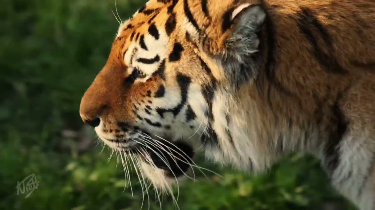 Land of The Tiger - Yorkshire Wildlife Park
