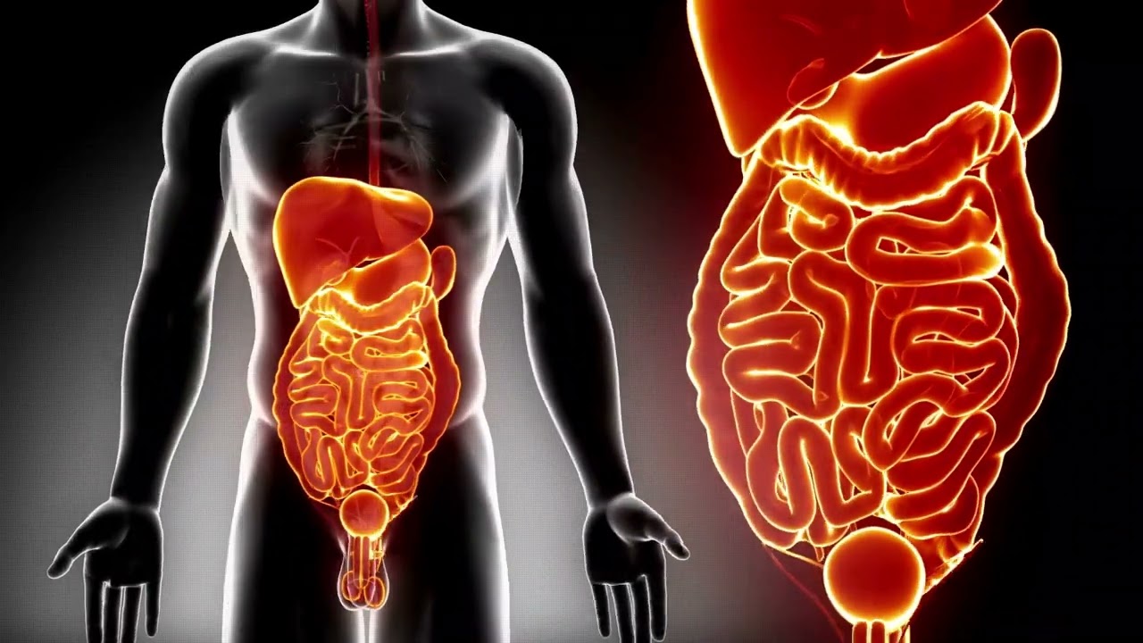 Intestine Healing Morphic Field - Cures Inflammation, Gastrointestinal and General Diseases