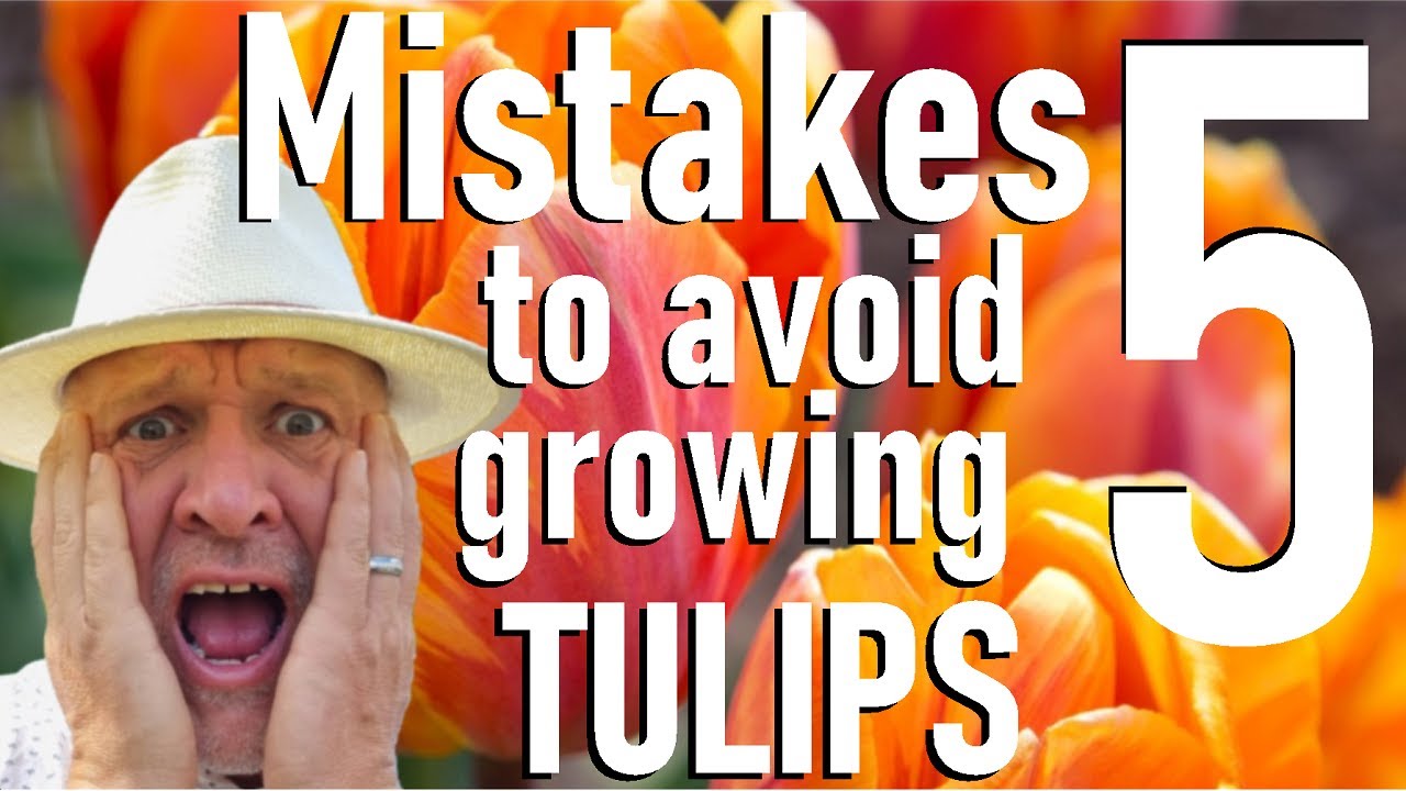 Избегайте этих пяти ошибок при выращивании луковиц тюльпанов