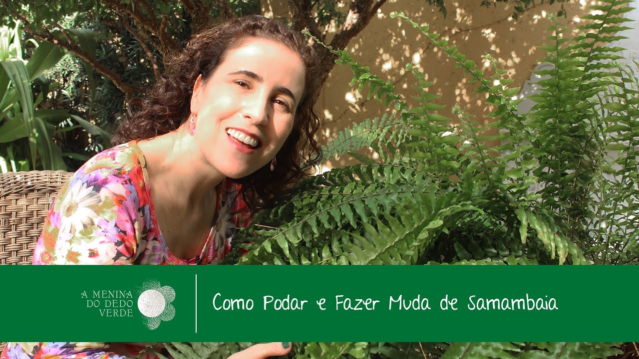 Nô Figueiredo Ensina Como Podar e Fazer Muda de Samambaia