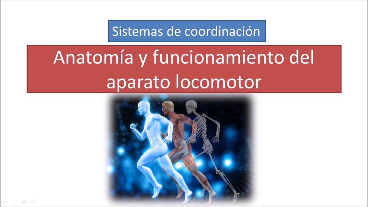 Anatomía y funcionamiento del aparato locomotor
