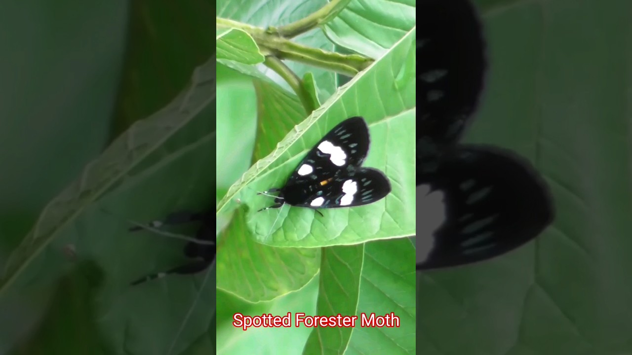 spotted forester moth | insect | Wildlife Photography | Birdwatching 