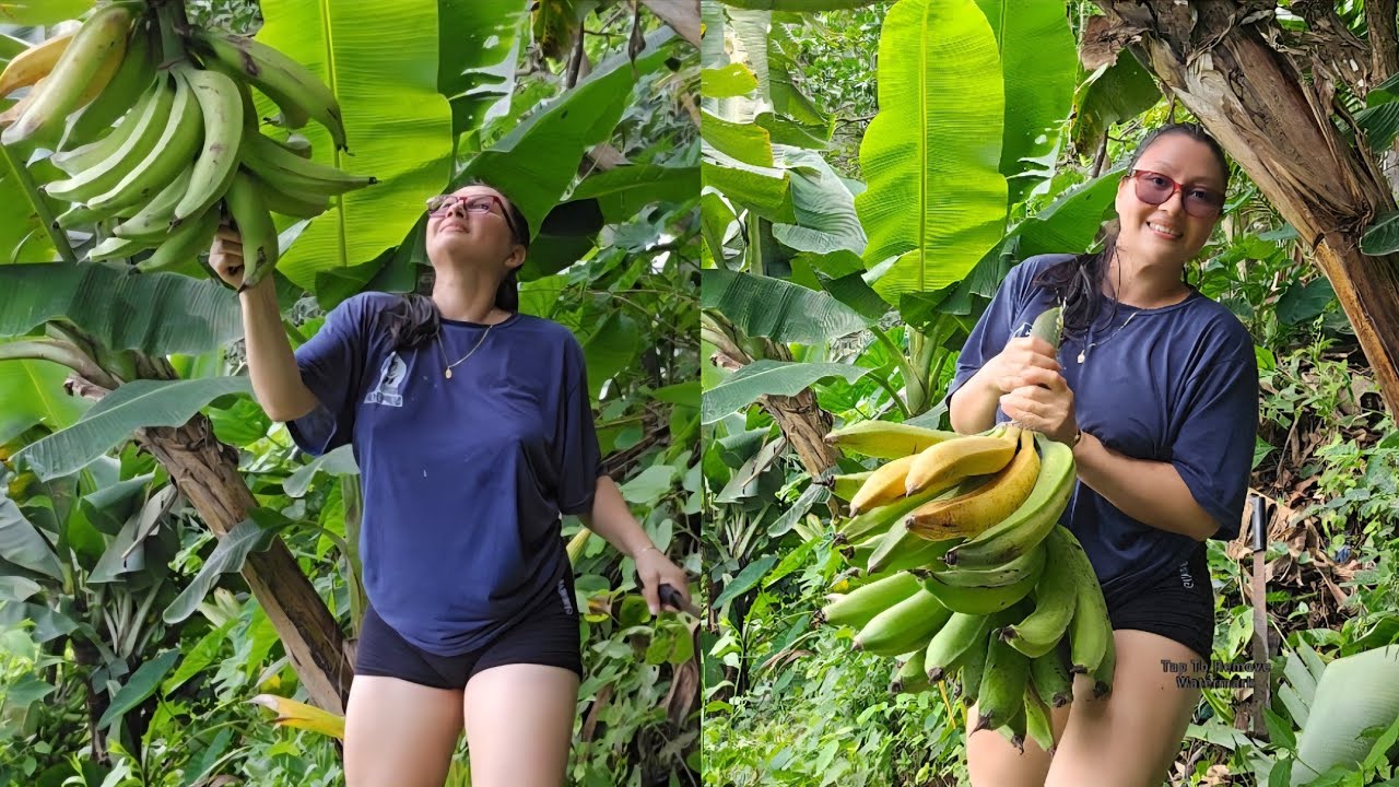 Asi Se Corta El Platano Maduro En El Terreno!