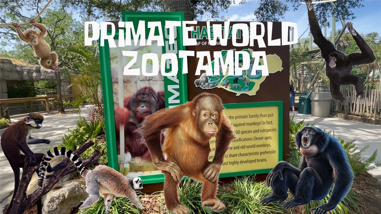 Uncaged Zoo Tours: Primate World-Zoo Tampa ft. Orangutans #recommended