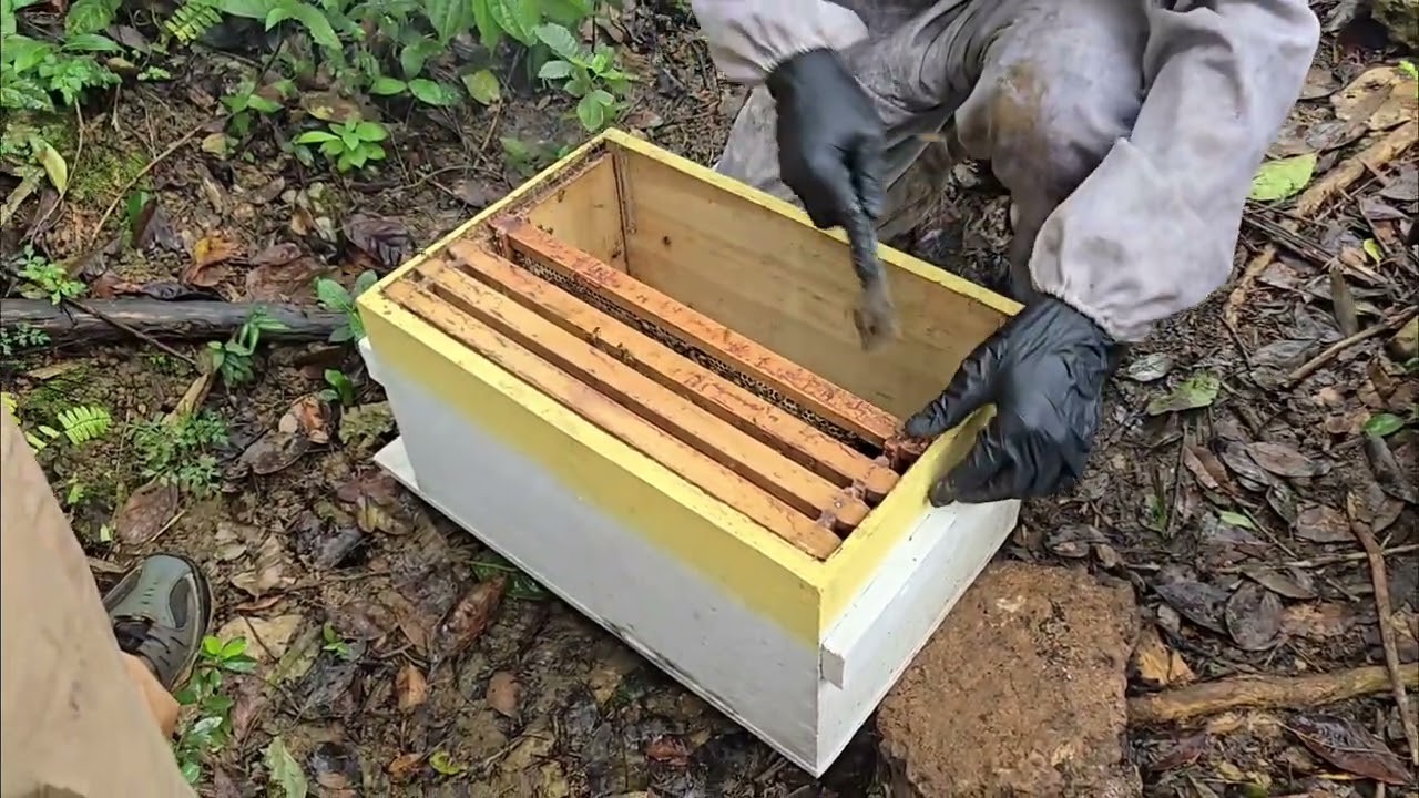 Cambiando colmena de abejas a caja mas grande 