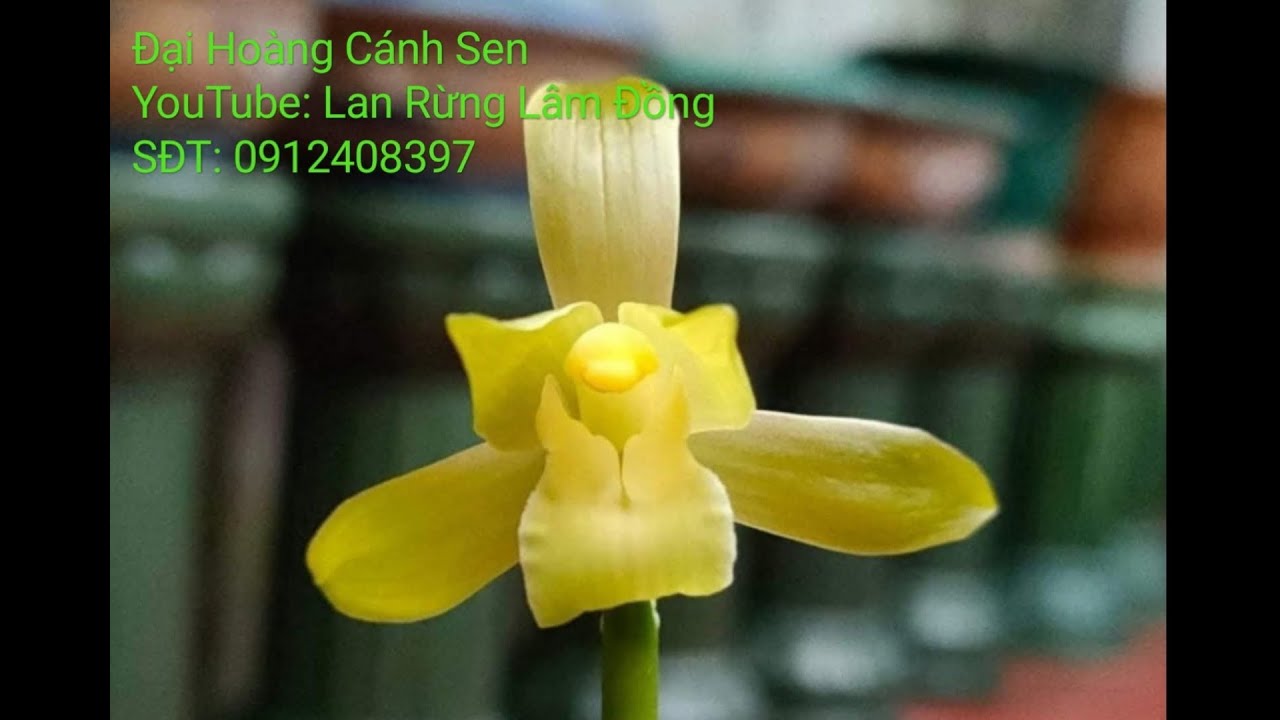 Chăm Địa Lan Mùa Đông, Tưới Nước, Bón Phân Cho Địa Lan Mặc Xuân - 0912408397 - LAN RỪNG LÂM ĐỒNG