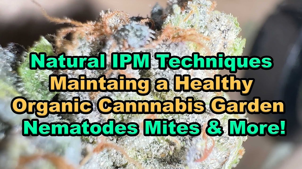 IPM Techniques For Organic Low Till Farming  Beneficial Mites and Nematodes