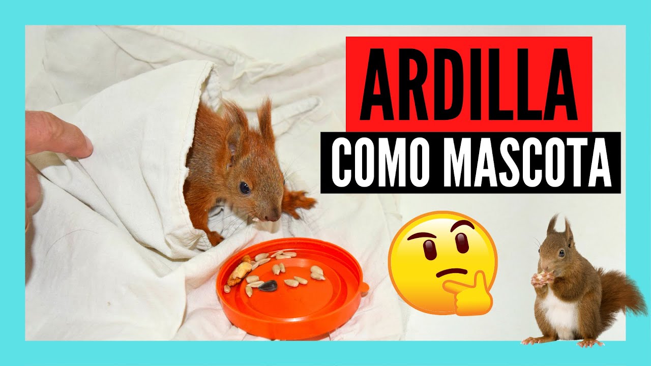 Cosas que DEBES SABER antes de tener una ARDILLA como MASCOTA