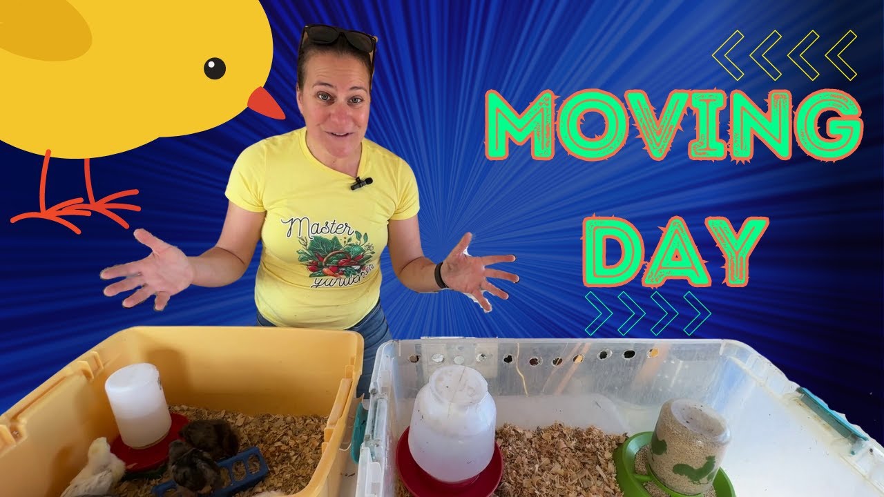 Upgrading Your Brooder: Moving 1-Month-Old Chicks to a Spacious New Home