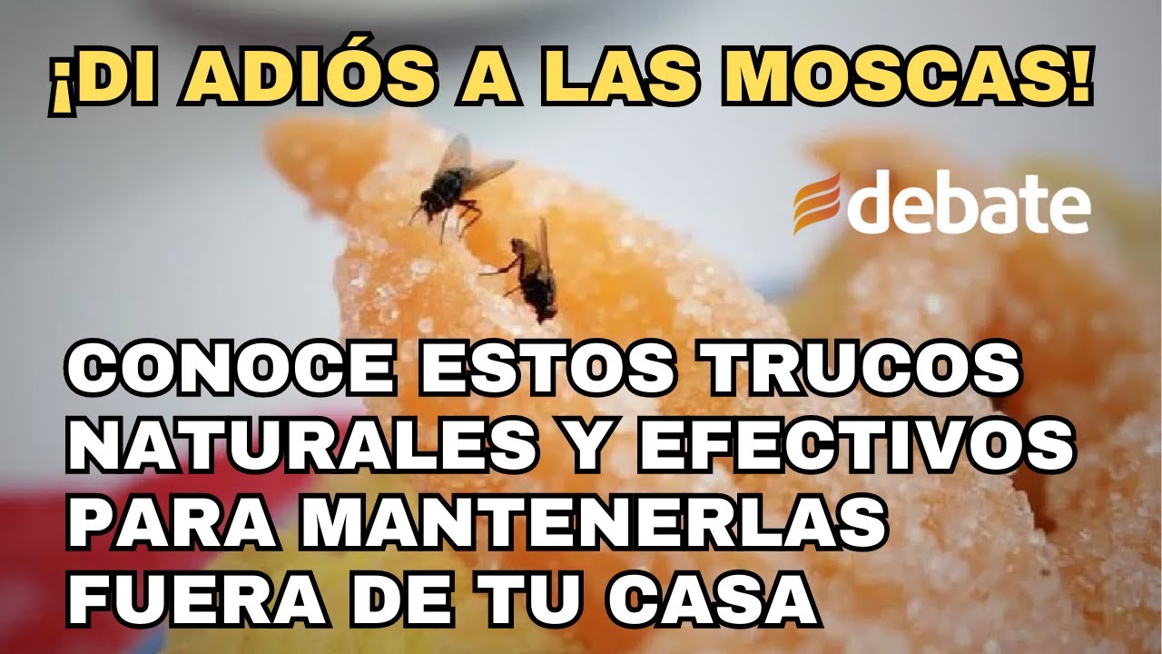 ¡Di adiós a las moscas! Conoce estos trucos naturales y efectivos para mantenerlas fuera de tu casa