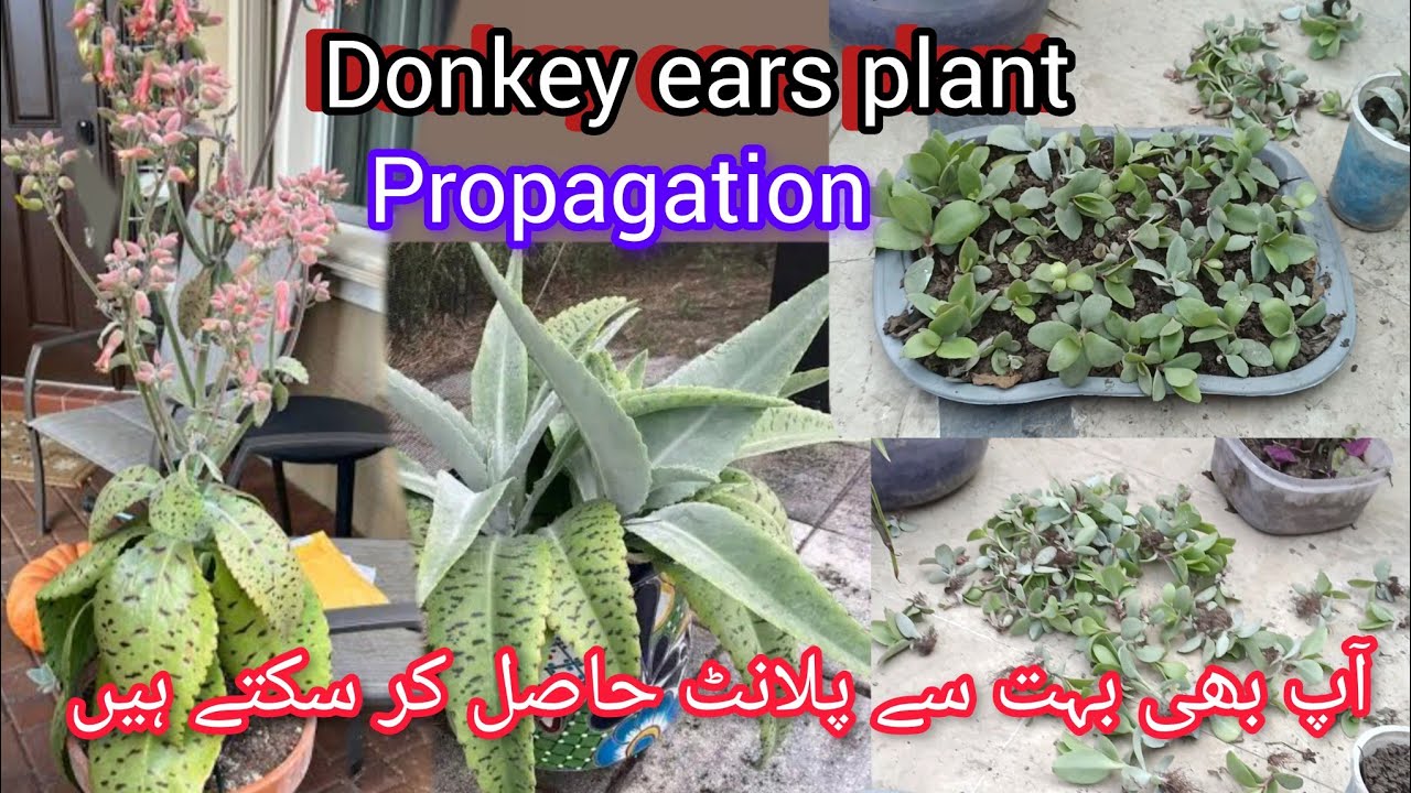 Donkey ears plant propagation/gastonis bonieri flowering//Grow green 445