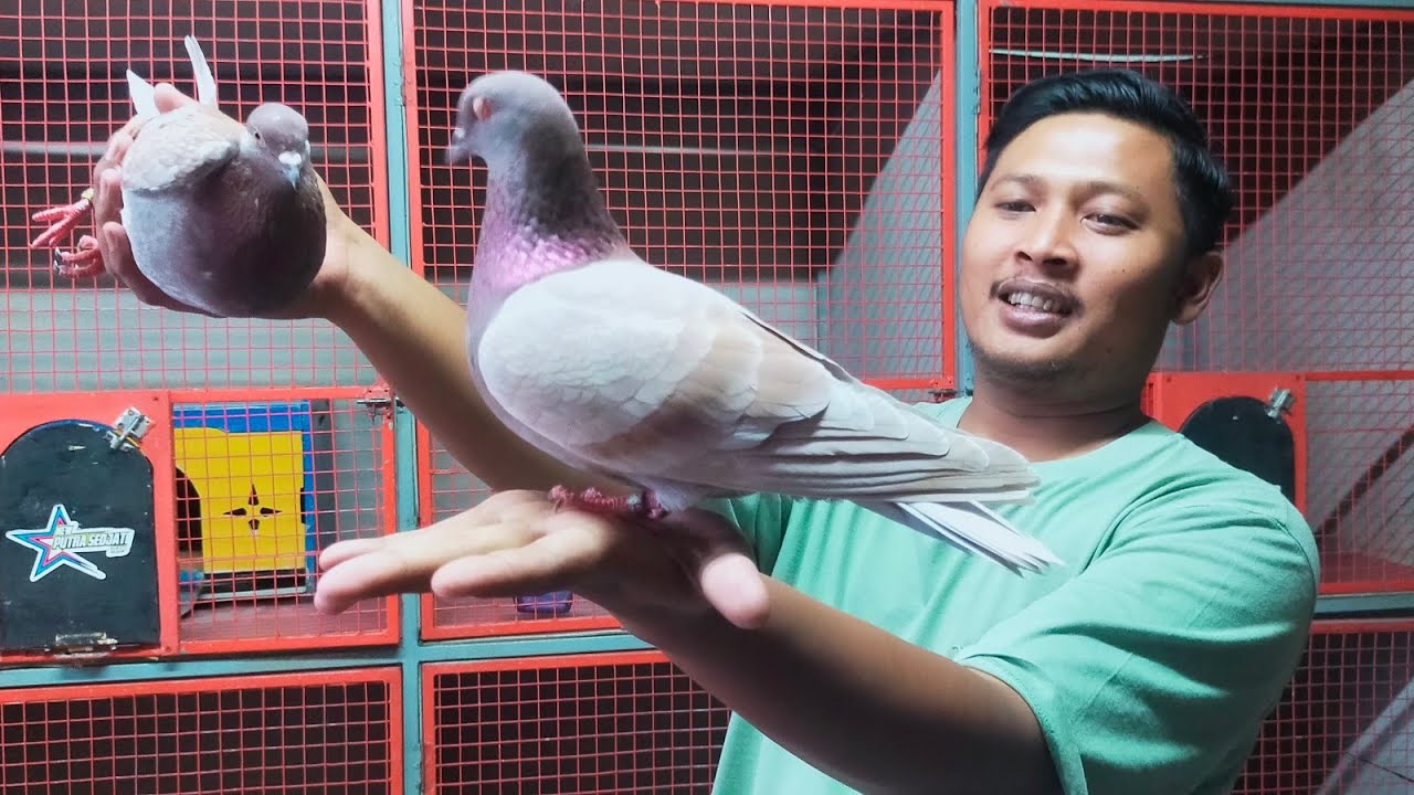 BONGKAR INDUKAN TUAN PUTRI & BINTANG SEJATI