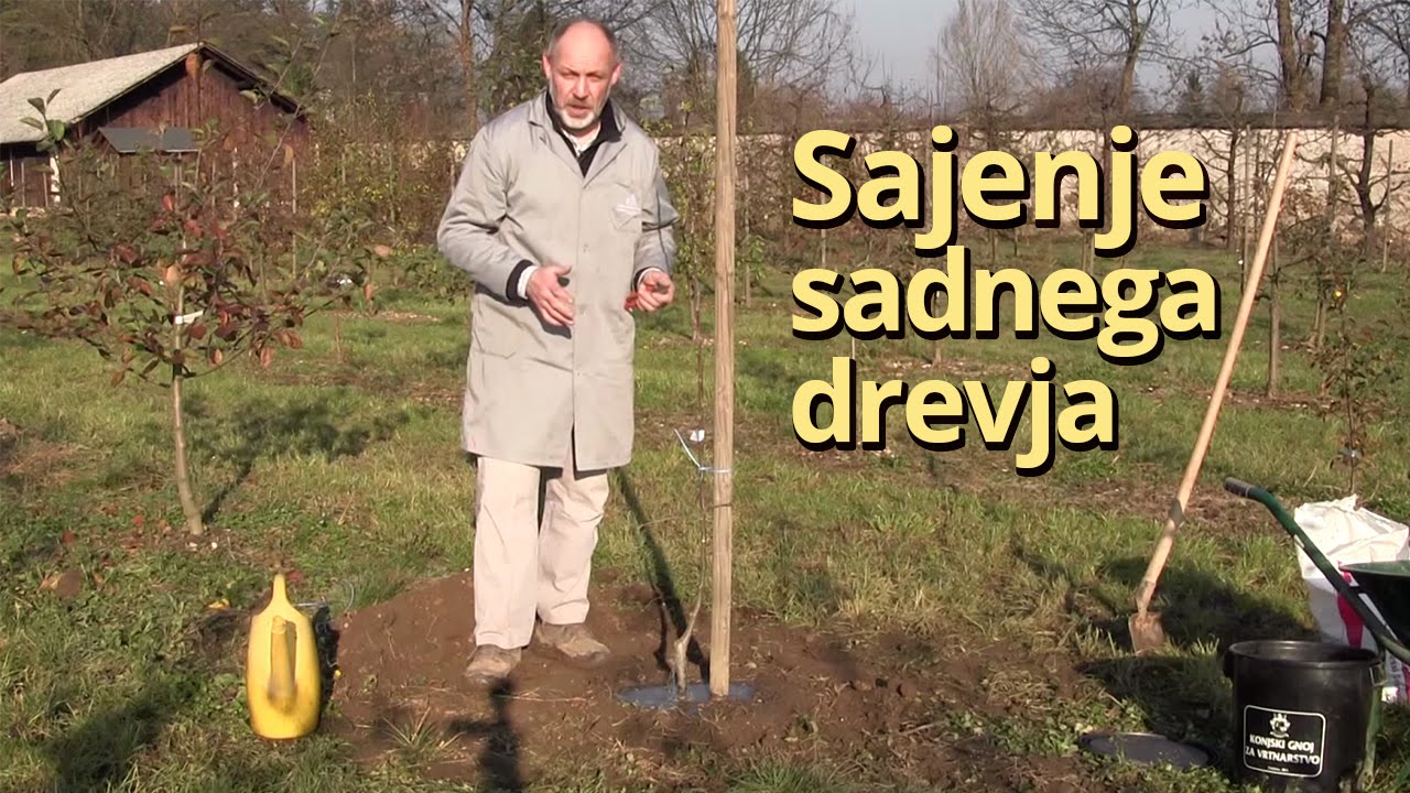 Sajenje sadnega drevja