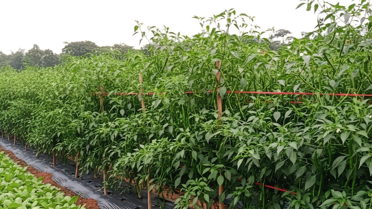 pertanian cabe modern indonesia ,CMK TANGGUH F1 LAMPUNG