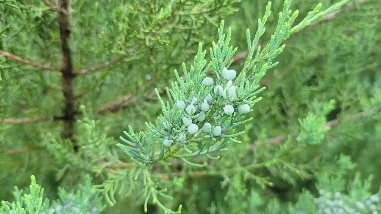 Best Blue Conifers to grow in the South: Avoid Colorado Blue Spruce