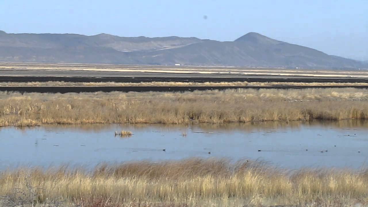 Tule Lake National Wildlife Refuge: Birding Paradise in the High Desert