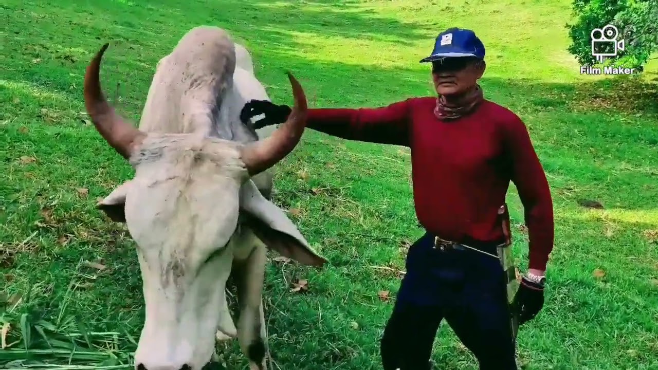 Nag alaga ng Baka. Episode 1..Nawalan ng Pastulan. hindi huminto lumaban padin.
