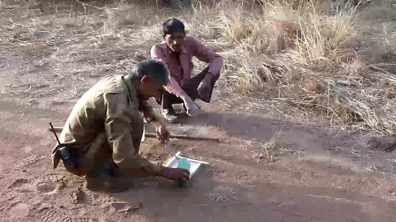 Tiger counting by pugmark ,tiger census #ranthambhorenationalpark #wildlifeconservation
