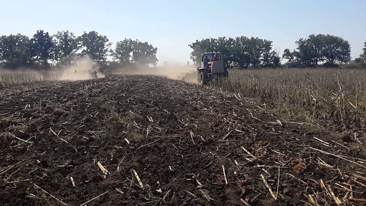 Т-150 на дисковке подсолнуха