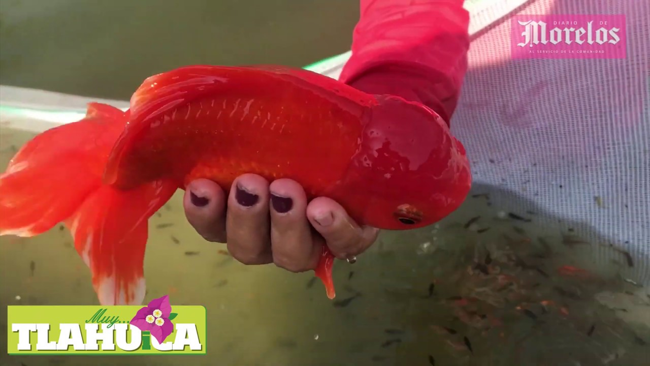 Producción de Peces de Ornato en Morelos