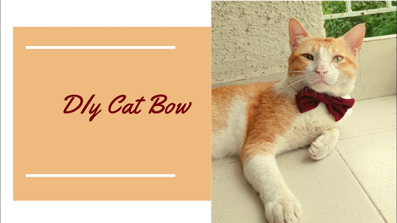 DIY Cat Bow | How to make cat bow