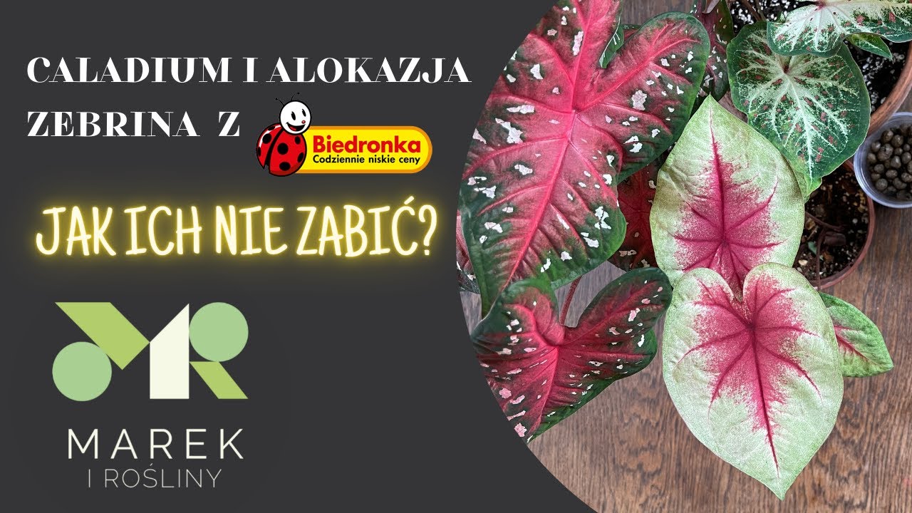 Caladium i alokazja zebrina z Biedronki. Jak o nie dbać i ich nie zabić?