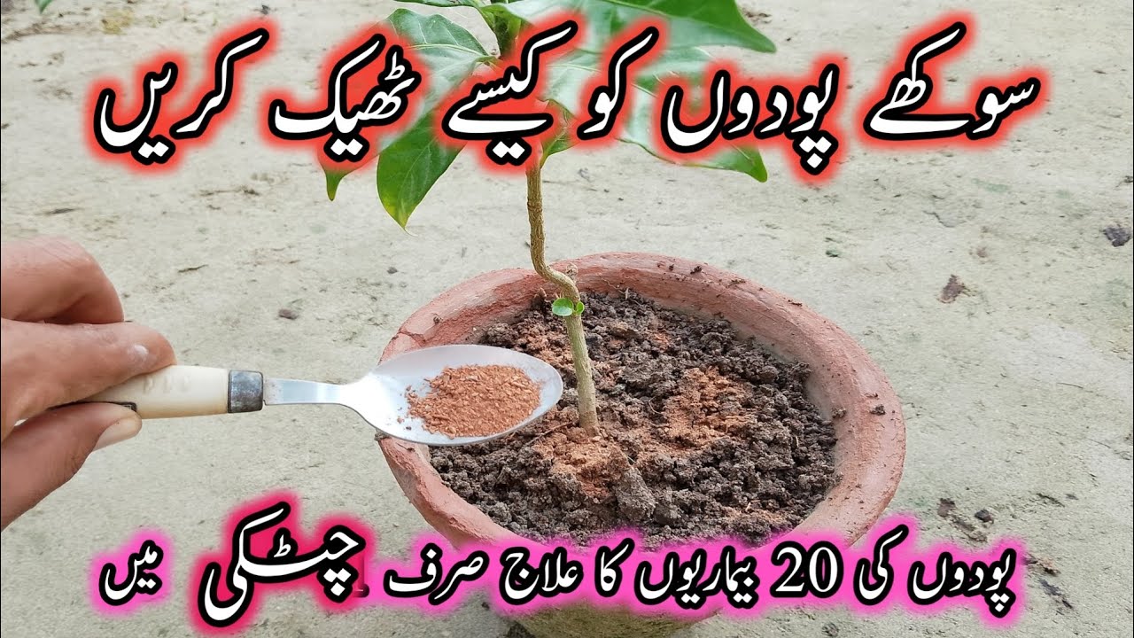 sukhe paudhe ko kaise hara karen | How to make dry plants green 