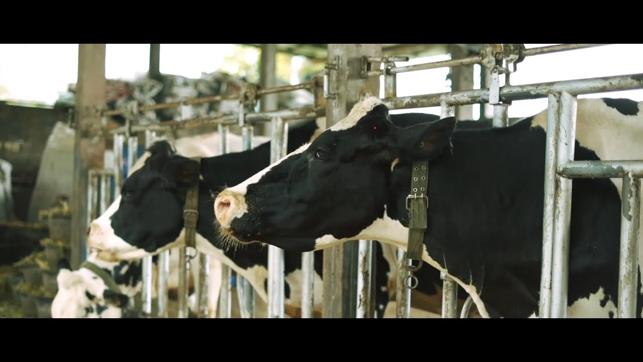 Potensi Investasi Sapi Perah di Kabupaten Ponorogo