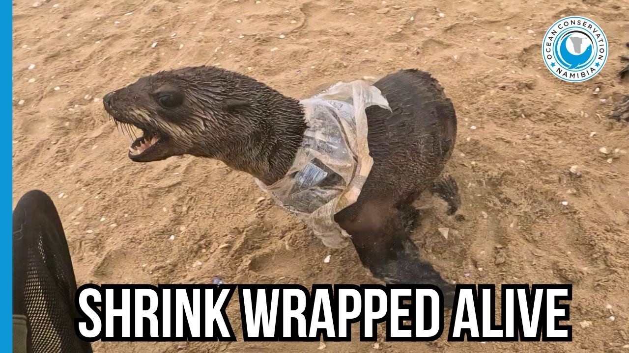 Пластик с вечеринки на яхте? Этот тюлень чуть не поплатился за это