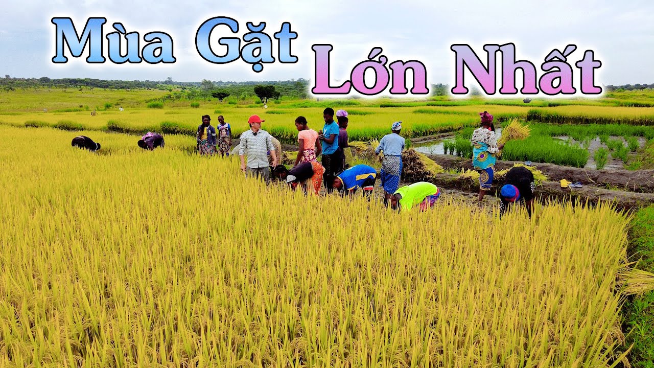 Linh Philip || Bà Con Dân Bản Đến Chờ Từ Sớm Trong Ngày Gặt Cánh Đồng Lúa Lớn Nhất Châu Phi