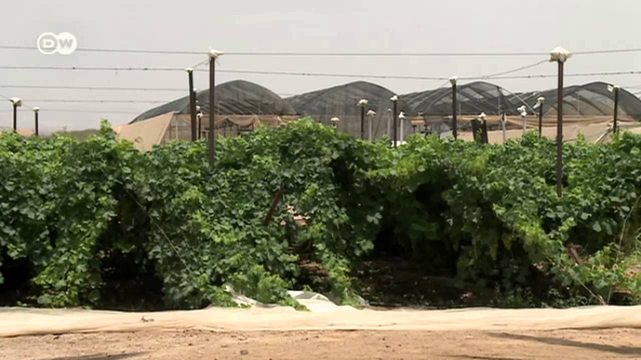 Agricultura en el desierto | Visión futuro