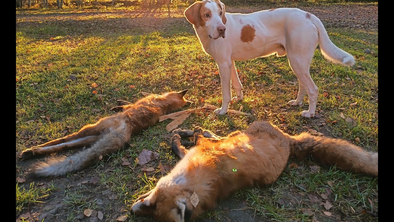 Ketun ja supikoiran mets&auml;styst&auml; / Fox and raccoondog hunting