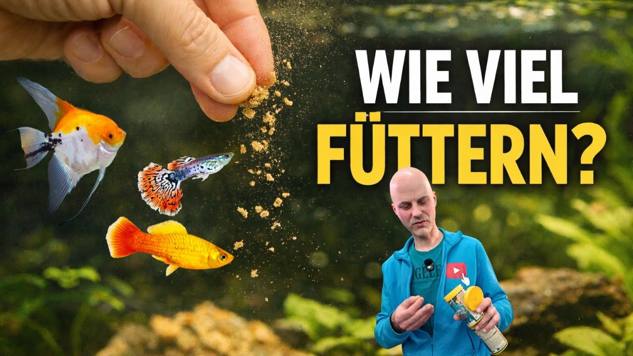 Fütterungsfehler vermeiden: Wie oft & wie viel Futter brauchen Fische?