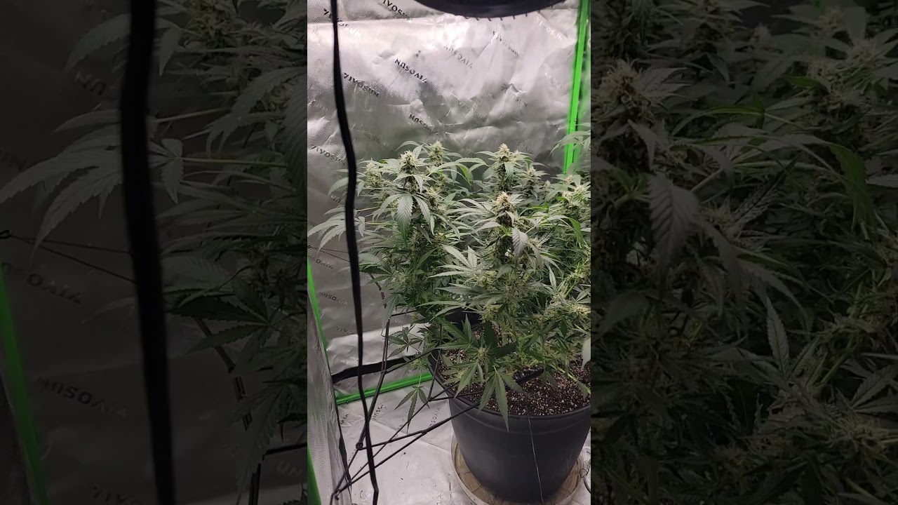 Watermelon 🍉 OG Day 36 Flower #garden #420 #og